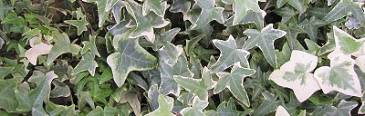 必要とされる治療を適切に行います